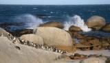 131130_SA_Penguins_0297m.jpg