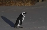 131130_SA_Penguin_0767m.jpg