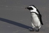 131130_SA_Penguin_0787m.jpg