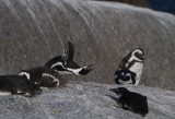 131130_SA_Penguins_0718m.jpg