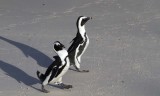 131130_SA_Penguins_pair_0755m.jpg