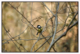 Mésange charbonnière