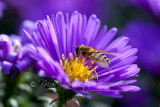 IMG_6261.jpg Aster