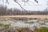 Thousand Acre Swamp 2014