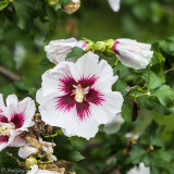 Flowering bush-5852.jpg