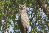 Great Horned Owl - Adult