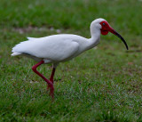 White Ibis