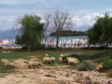 Sheep near the beach in Ksamil, Albania