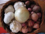 Garlic, onions, shallots