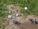 Pigeons shoreside near the yacht club _082.jpg