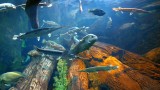 Inside fishsoup (Georgia Aquarium)