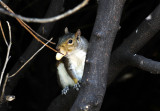 A nut in chester park 