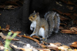 Fur and Feather Animal