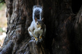 _Fur and Feather Animal