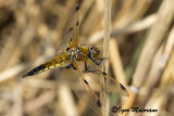 Libellula quadrimaculata - Four-spotted Chaser