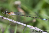 Ischnura elegans - Common Bluetail