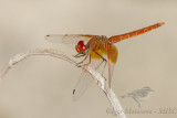 Trithemis kirbyi - Orange-winged Dropwing