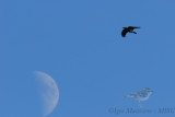 Corvo imperiale nordafricano (Corvus corax ssp. tingitanus - Raven)