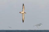 Berta maggiore mediterranea (Calonectris diomedea - Scopolis Shearwater)