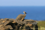 Culbianco (Oenanthe oenanthe - Northern Wheatear)