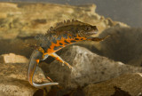 Tritone crestato (Triturus cristatus - Great Crested Newt)