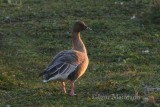 Oca zamperosee (Anser brachyrhynchus - Pink-footed Goose)