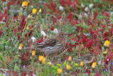 Pispola golarossa (Anthus cervinus - Red-throated Pipit)