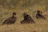 Avvoltoio monaco (Aegypius monachus - Black Vulture)