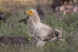 Capovaccaio (Neophron percnopterus - Egyptian Vulture)