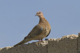 Tortora delle palme (Streptopelia senegalensis - Laughing Dove)