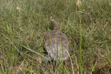 Mauremys caspica - Caspian Turtle