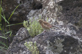 Fringuello alicremisi asiatico (Rhodopechys sanguineus ssp. sanguineus - Crimson-winged Finch)