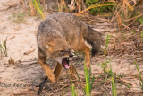 Sciacallo dorato (Canis aureus - Golden Jackal)