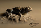 Ululone ventrerosso (Bombina bombina - Fire-bellied Toad)