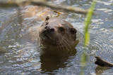 Lontra (Lutra lutra - Otter)