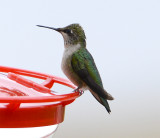 Ruby-throated Hummingbird