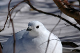 White-tailed Ptarmigan