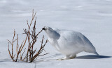 White-tailed Ptarmigan