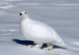 White-tailed Ptarmigan