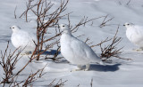 White-tailed Ptarmigan