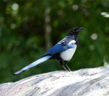 Black-billed Magpie