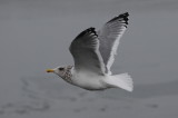 possible Vega Gull