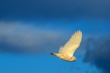 Snowy Owl