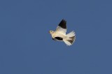 Snow Bunting