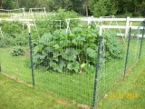 Garden 07-23-2014 01.JPG