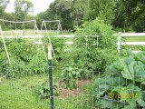 Garden 07-23-2014 02.JPG