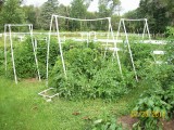 Garden 07-23-2014 03.JPG