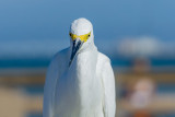 at sanibel