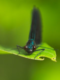 Demoiselle bistre - Calopteryx maculata 