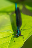 Demoiselle bistre - Calopteryx maculata